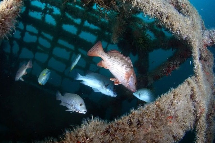 人工鱼礁 人工鱼礁